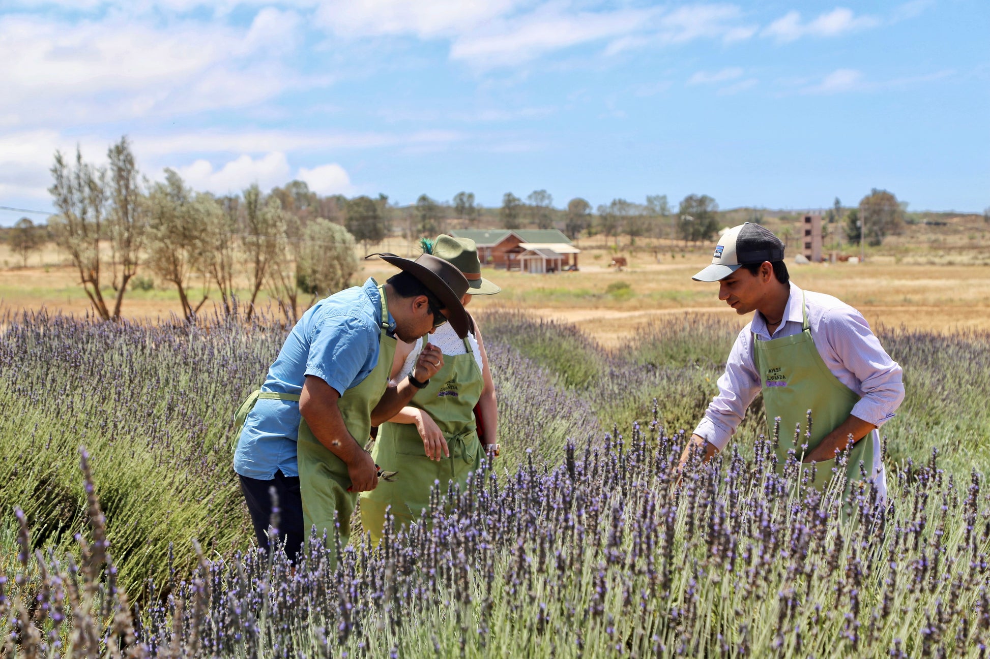 Guided Tour through Campo de Lavanda - Aires de Lavanda