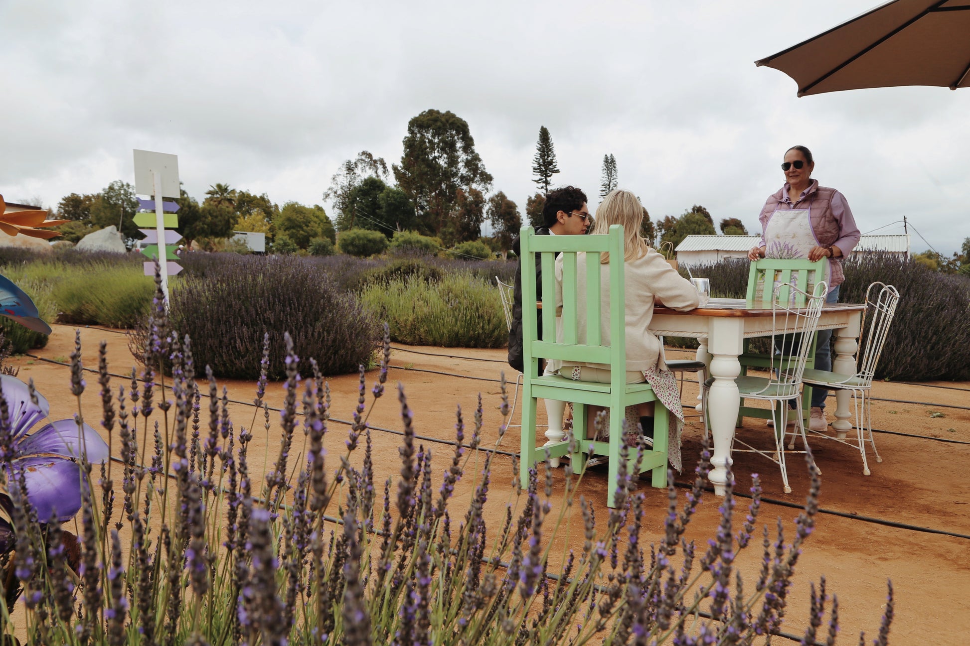 Guided Tour through Campo de Lavanda - Aires de Lavanda