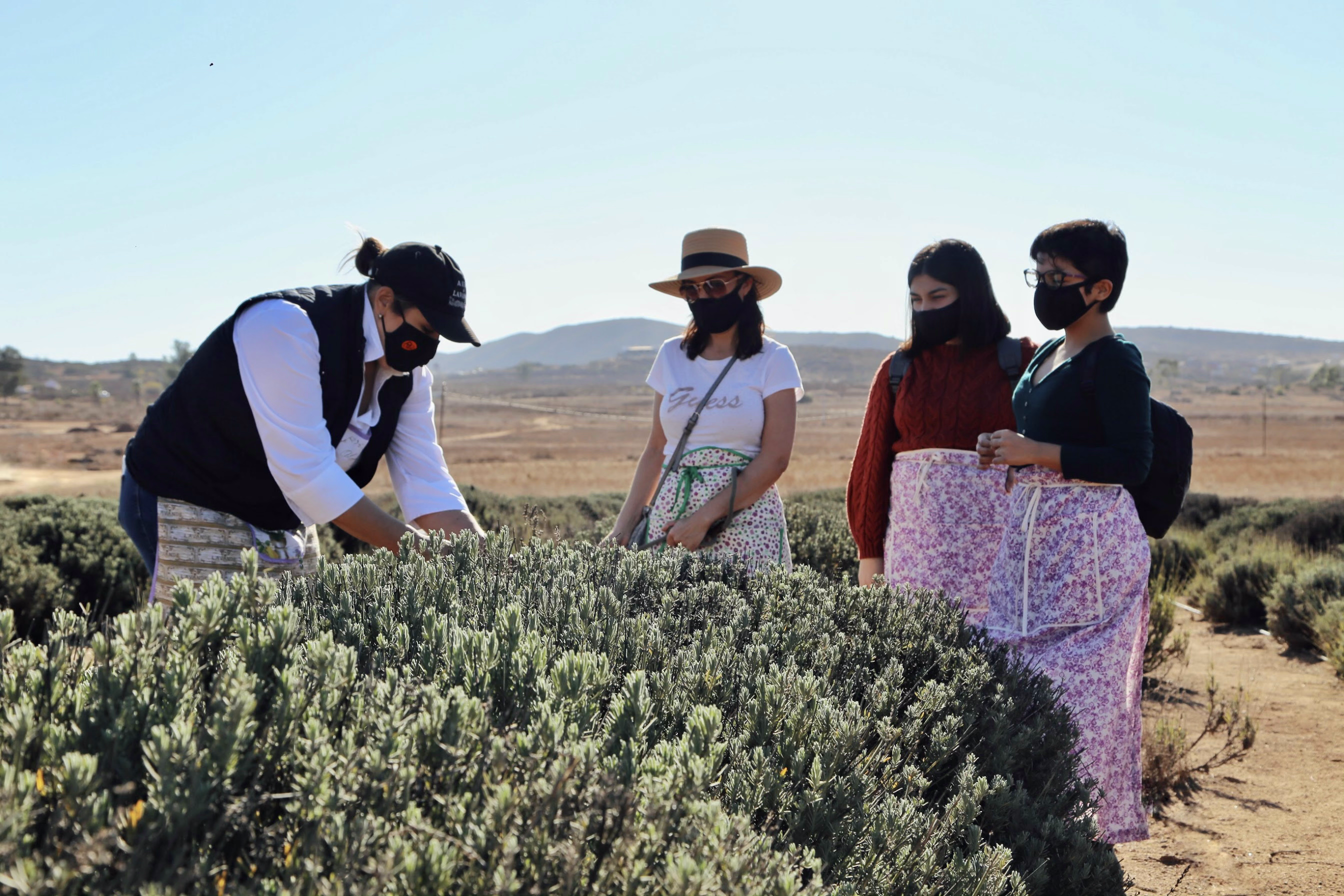 Valle de Guadalupe Get Away con Hospedaje - Aires de Lavanda