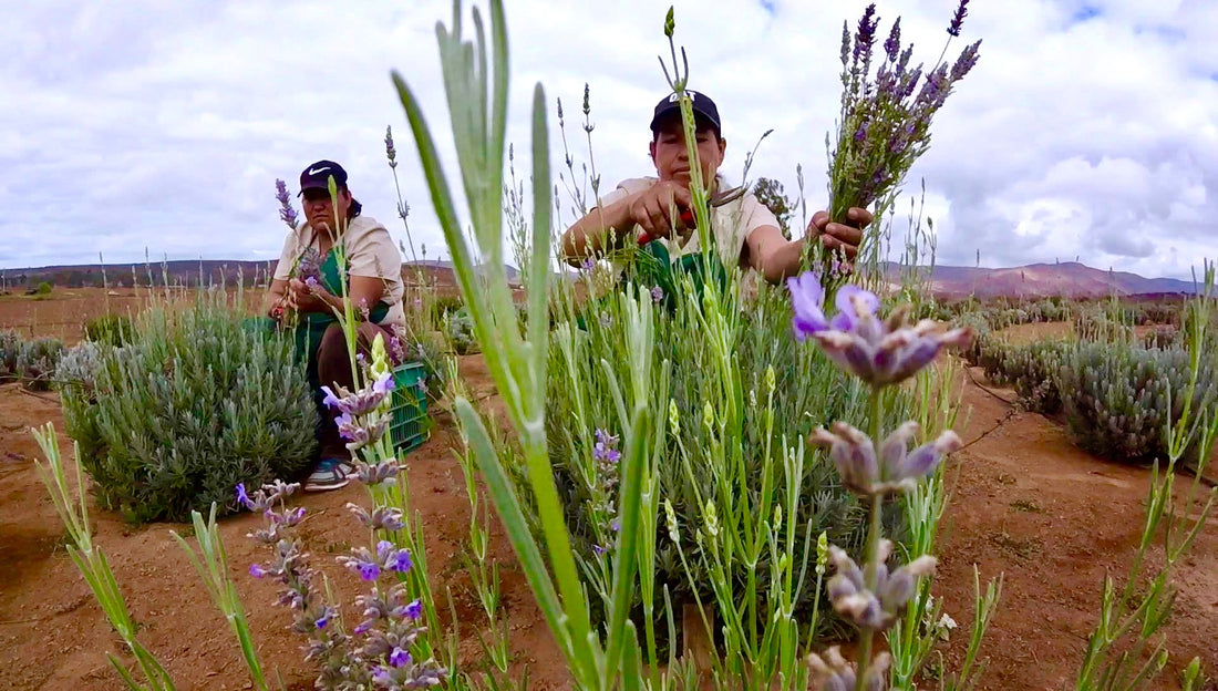 Lavender Harvest Season: Behind the Scenes at Aires de Lavanda