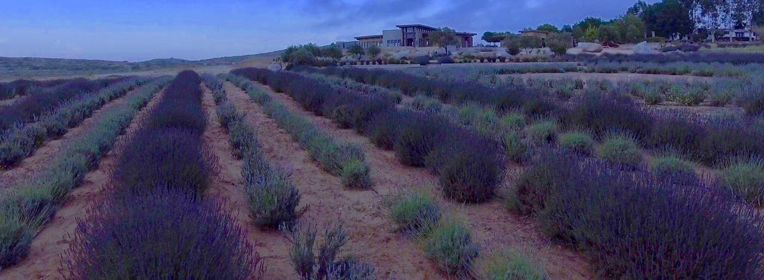 lavender field in the Valle de Guadalupe during the national holidays, people enjoying the purple flowers landscape.
