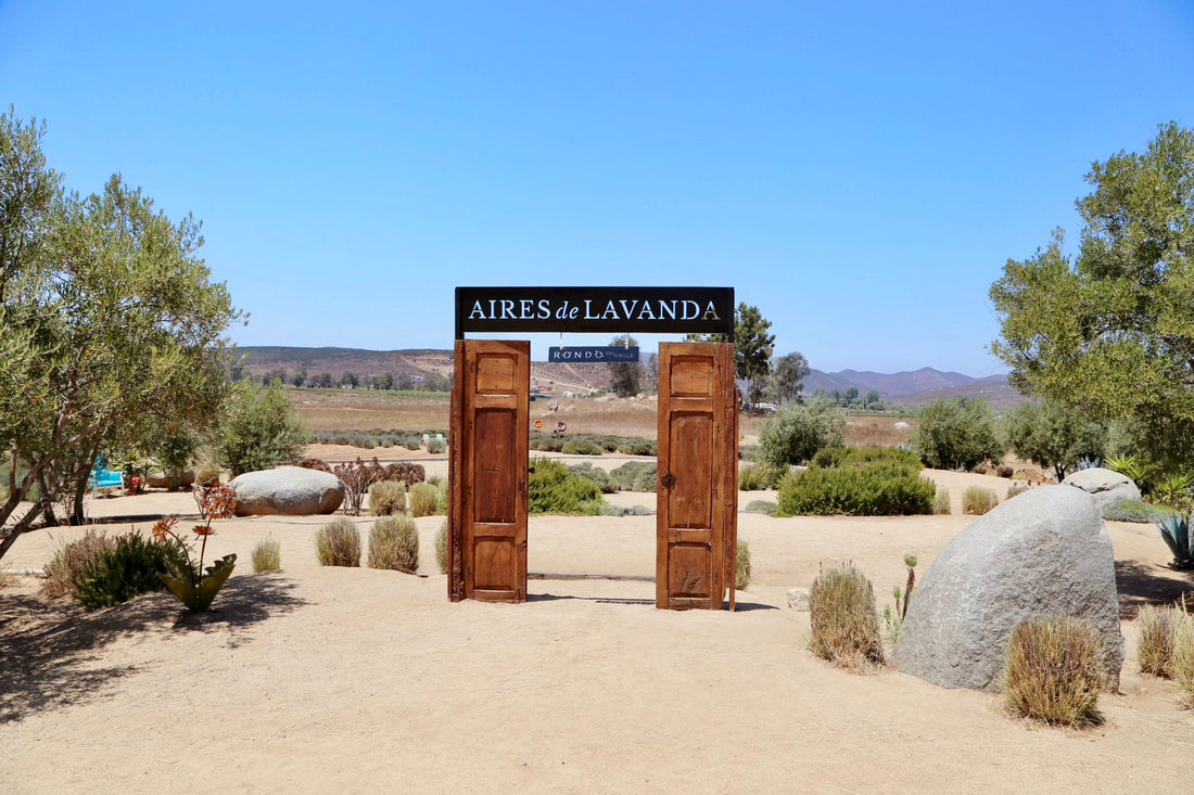 Entrance to Aires de Lavanda with wooden doors and lavender landscape in Valle de Guadalupe.