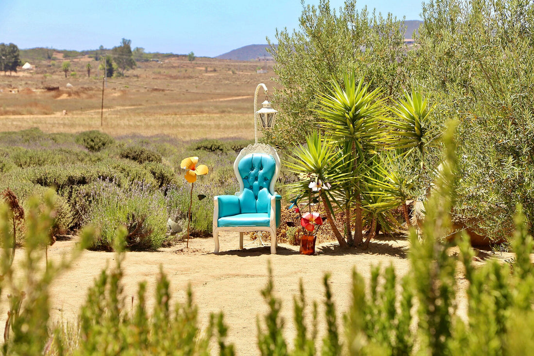 October in Valle de Guadalupe: Unique Experiences in Aires de Lavanda