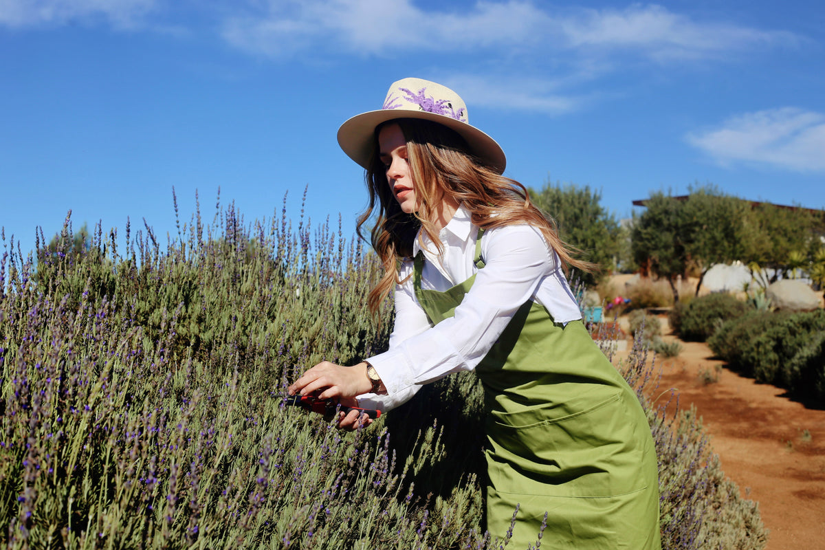 Participante con sombrero y mandil verde corta tallos de lavanda con tijeras en el jardín de Aires de Lavanda.