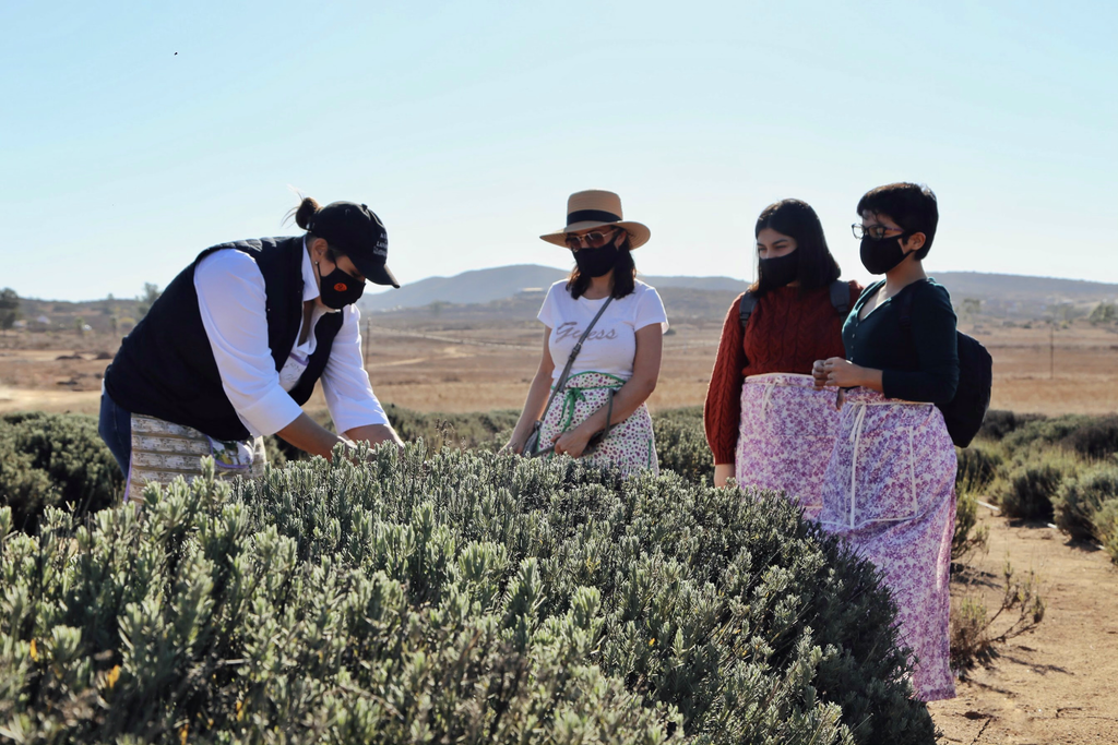 Valle de Guadalupe Get Away - Aires de Lavanda